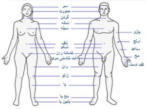 آناتومی بدن زن و مرد - دکتر حسام فیروزی