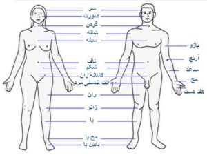 آناتومی بدن زن و مرد - دکتر حسام فیروزی