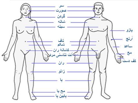 آناتومی بدن زن و مرد - دکتر حسام فیروزی